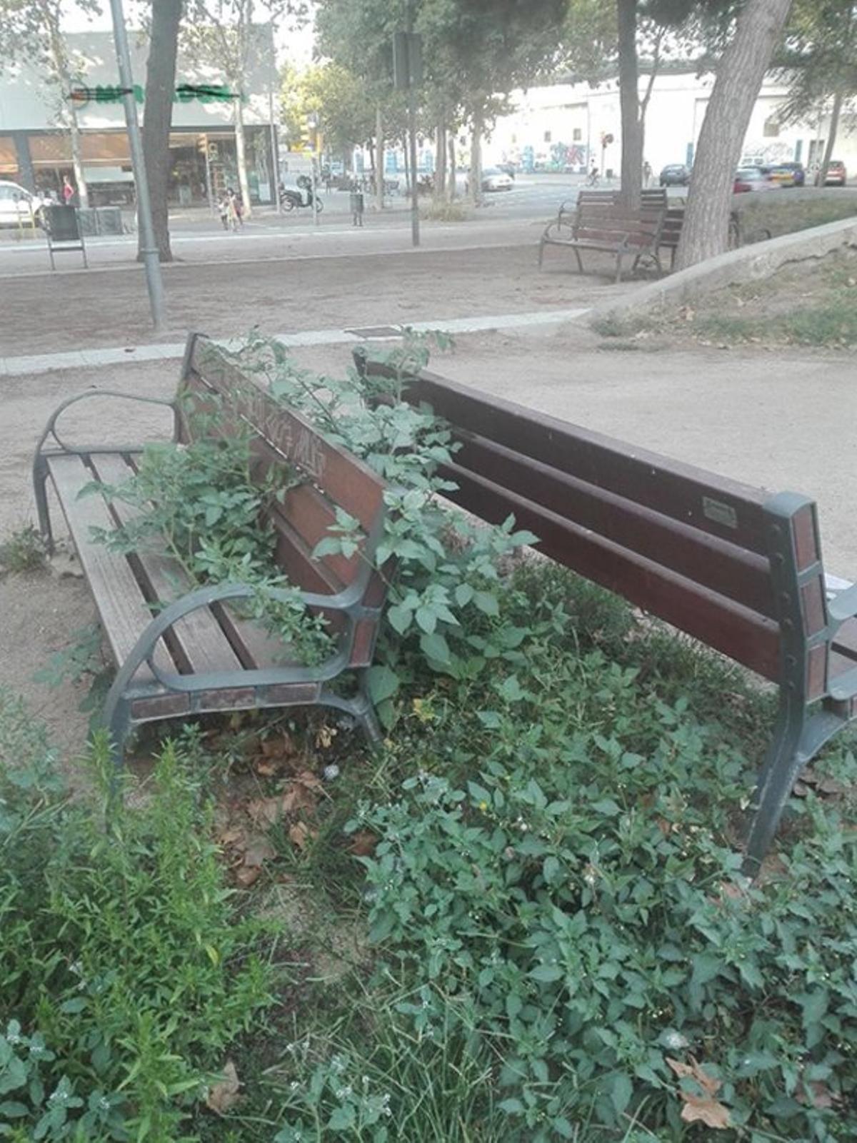 Bancos rodeados de abundante vegetación en la calle de Perú de Barcelona. Foto del lector Antonio Gómez.