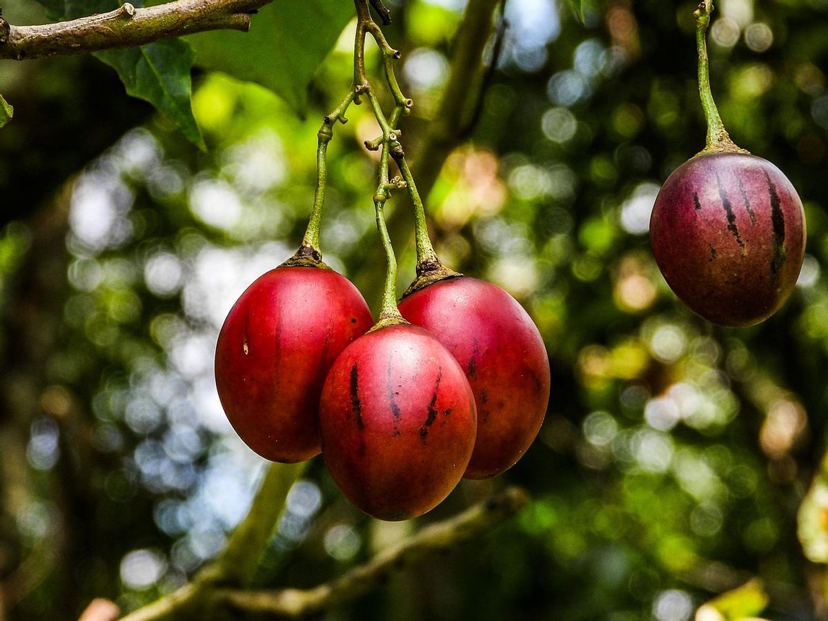 El tamarillo se parece al tomate pero crece en un árbol