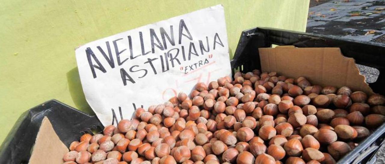 Primeras avellanas del Principado, en el mercado de Lugones.