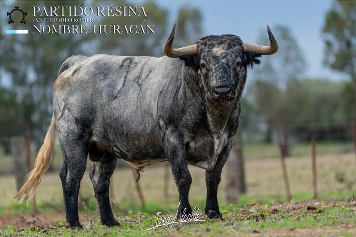 Los toros del Concurso Goyesco de Recortes de València