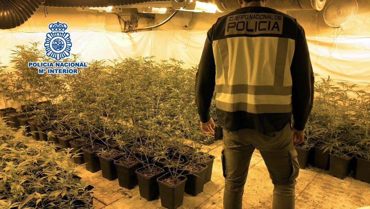 La plantación de marihuana desmantelada por los agentes en Biar.