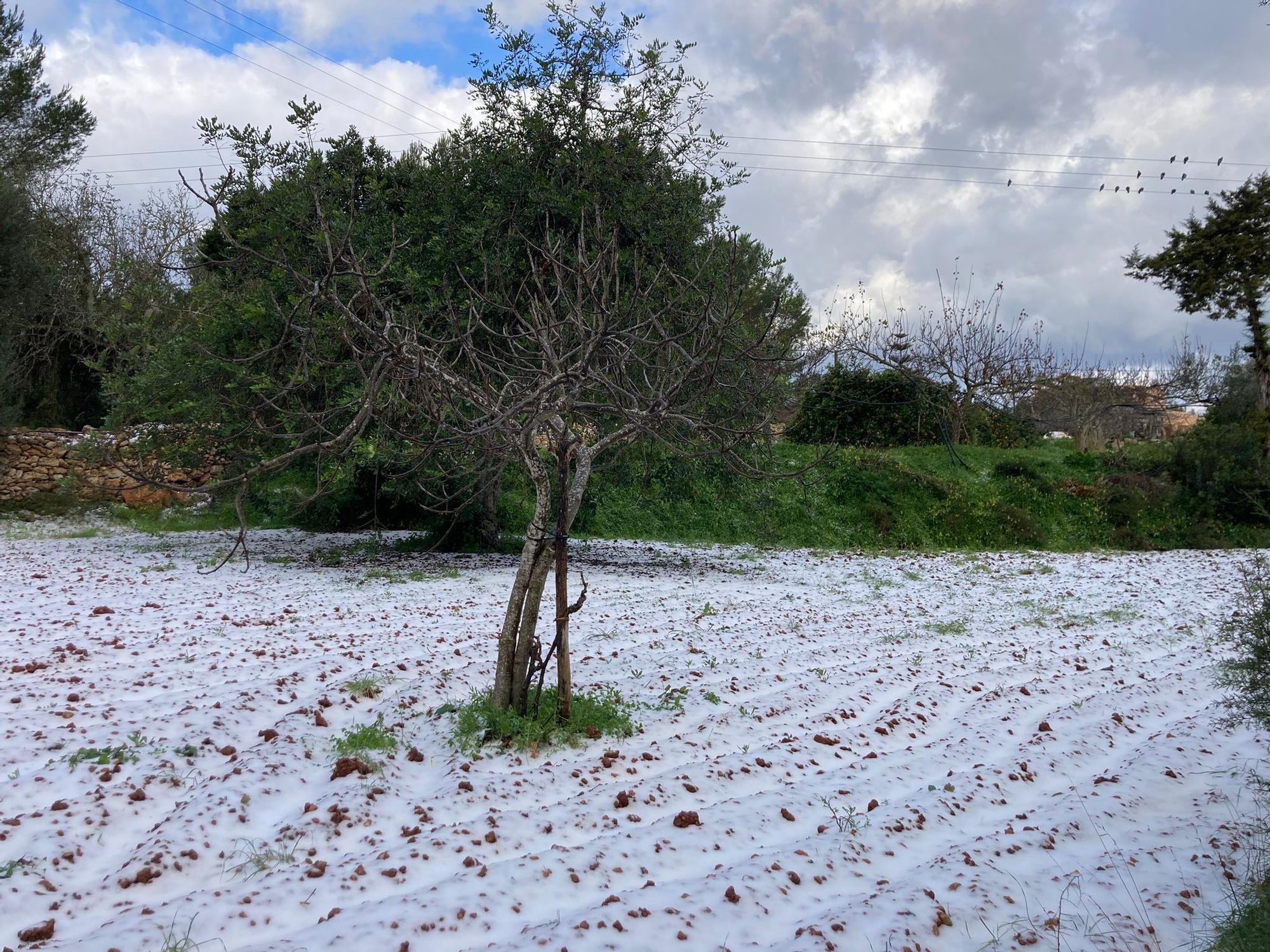 Bajada de temperaturas en Ibiza: Una manta de granizo cubre Siesta