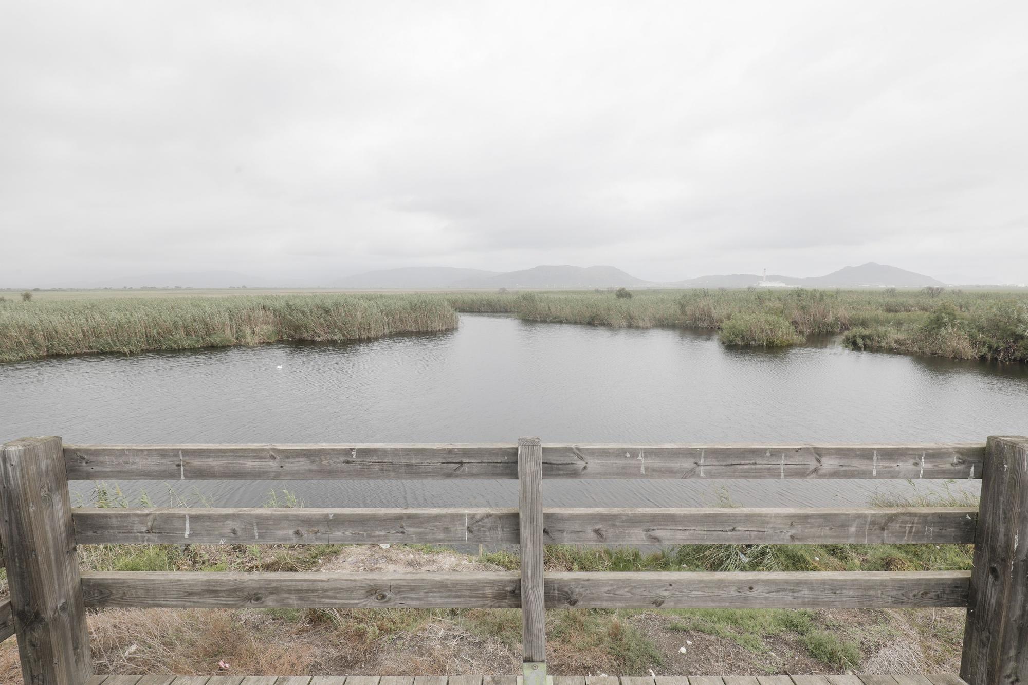 S'Albufera, un año después del incendio