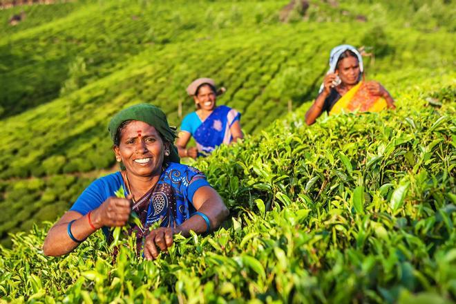 Mujeres en las plantaciones de Kerala