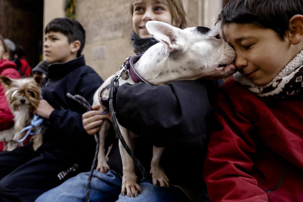Sant Antoni: Tiersegnungen in Palma