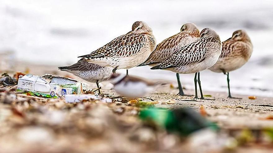 Varias agujas colipintas descansan en la playa de Zeluán, rodeadas de plásticos. | Mario Suárez Porras