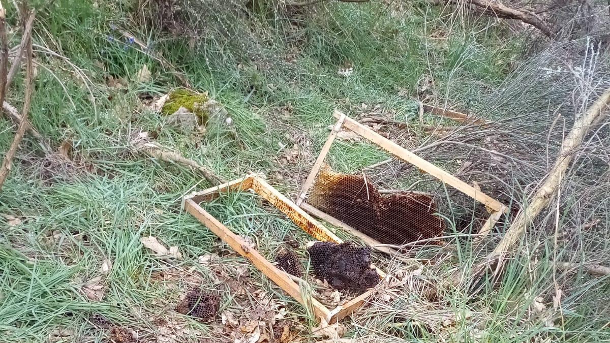 ATAQUE DE OSO A UN COLMENAR PORTO DE SANABRIA