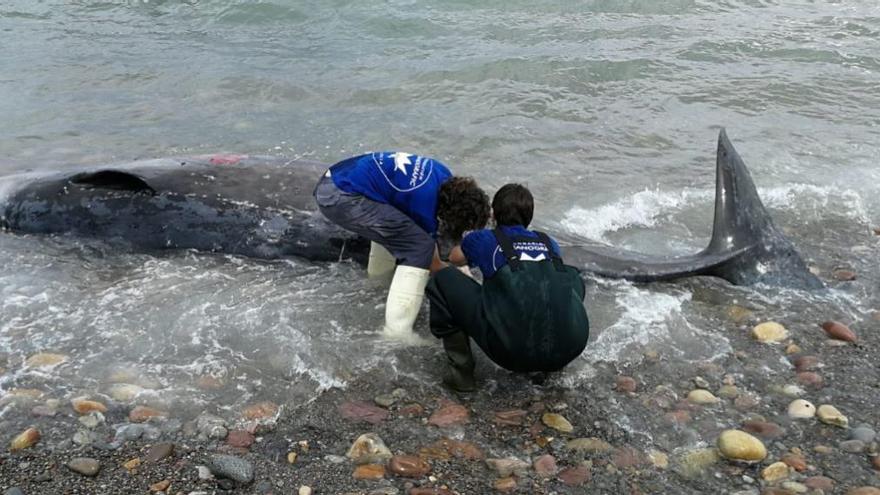 Aparece muerto un zifio en la playa de la Marjal dels Moros