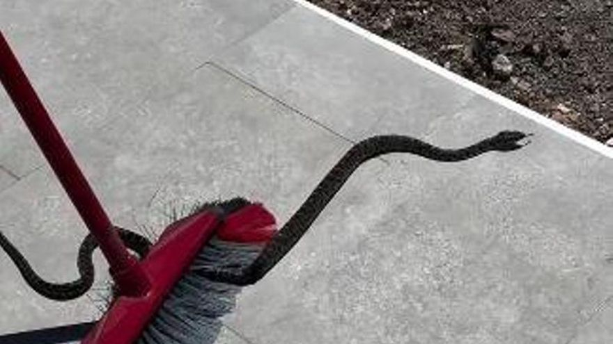 Una residente en Ibiza: &quot;Cazamos una serpiente en casa y se giró a morderme&quot;