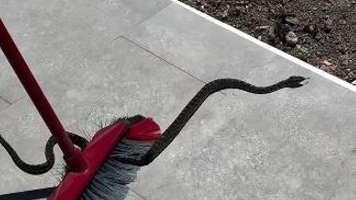 Una residente en Ibiza: "Cazamos una serpiente en casa, y se giró a morderme"