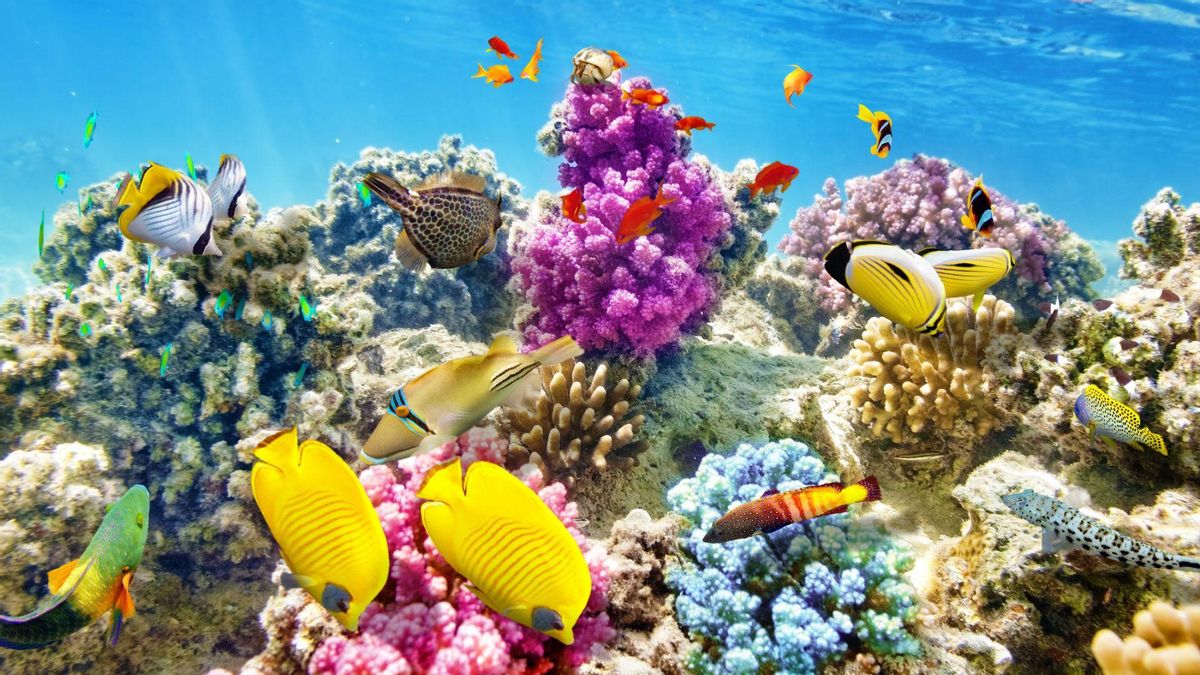 Los arrecifes de coral que no podrás visitar el año que viene: desaparecerán por el cambio climático