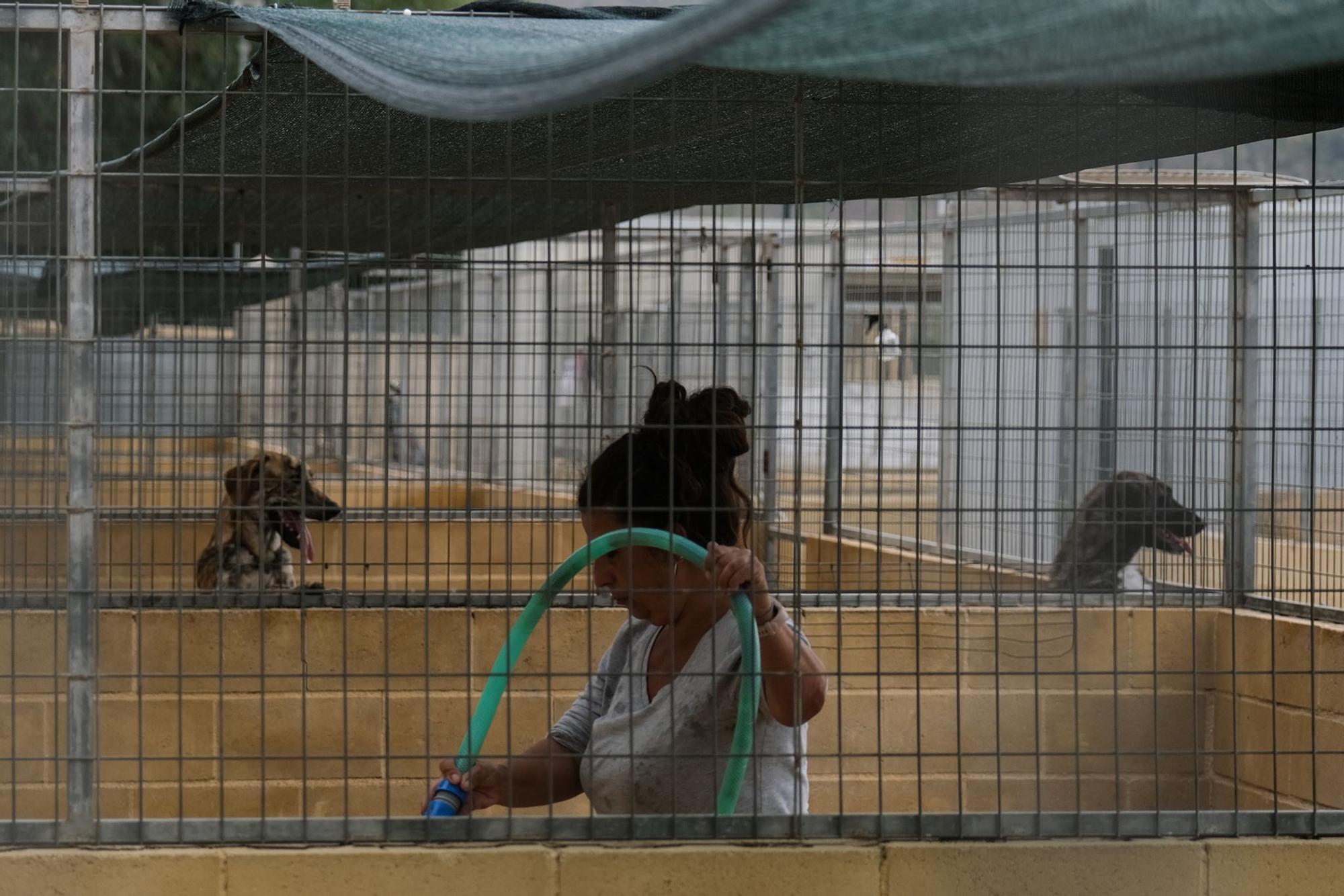 La Protectora de Animales de Málaga, a finales de octubre