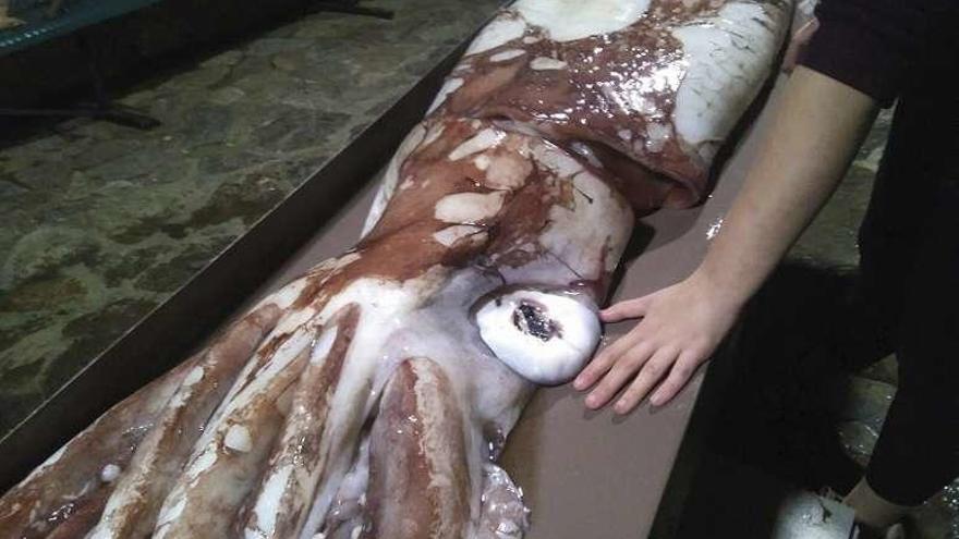 Hallan en A Coruña un calamar gigante de 105 kilos