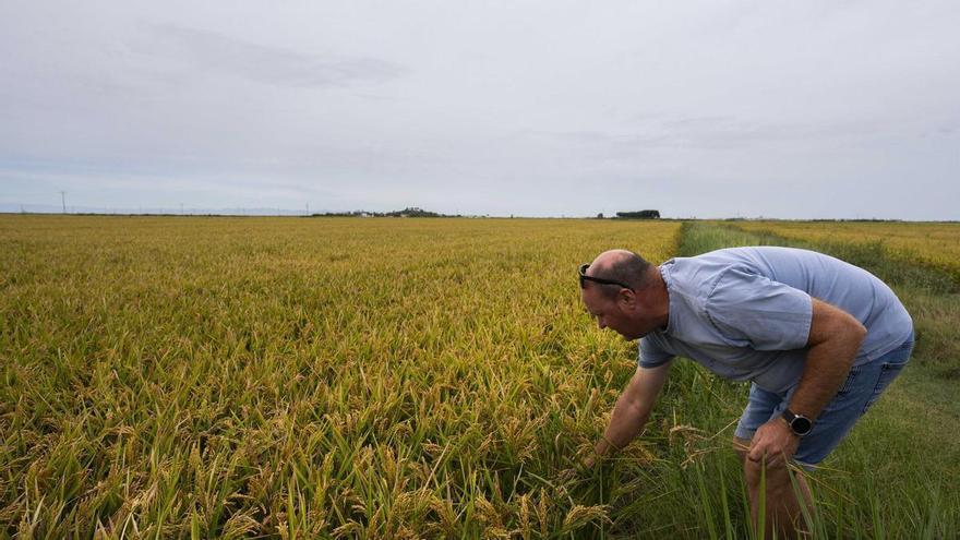 La variedad "Campanar" llega para quedarse en el campo valenciano