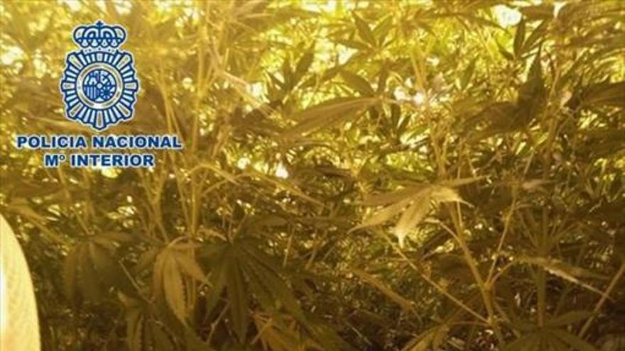 Intervenidos 20 kilos de marihuana en dos operativos policiales