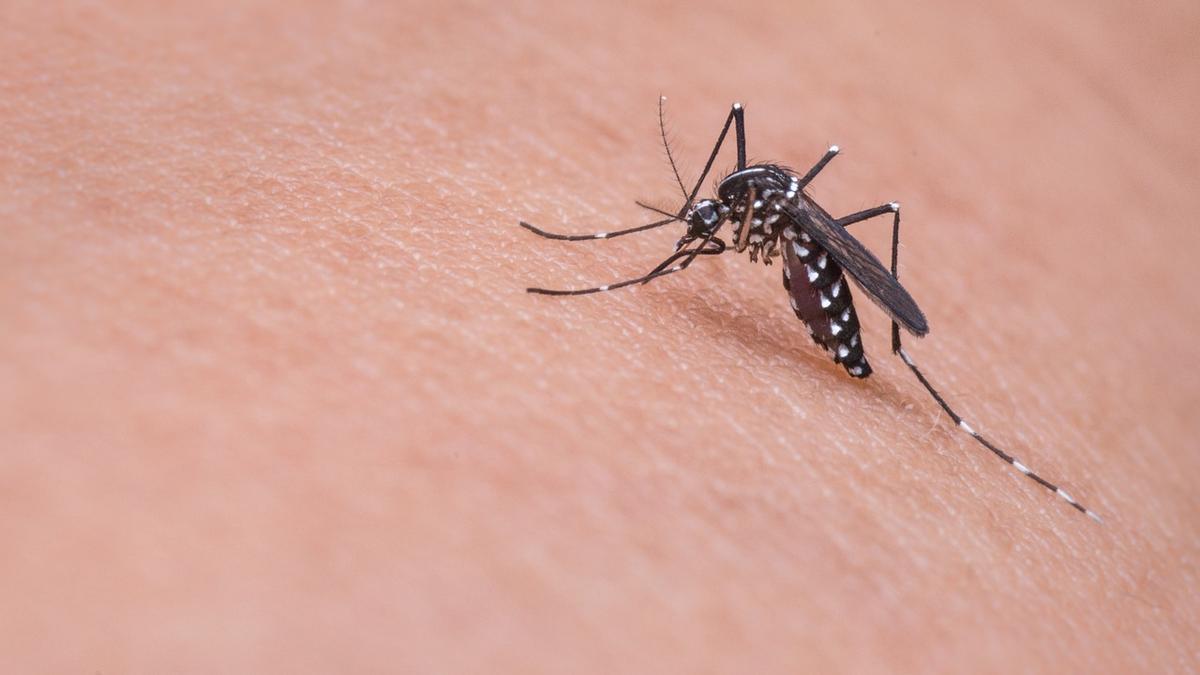 Un mosquito predispuesto a picar a un humano