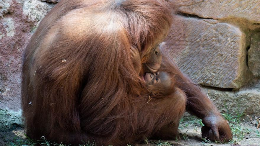 Suli, orangután de Borneo, con su bebé