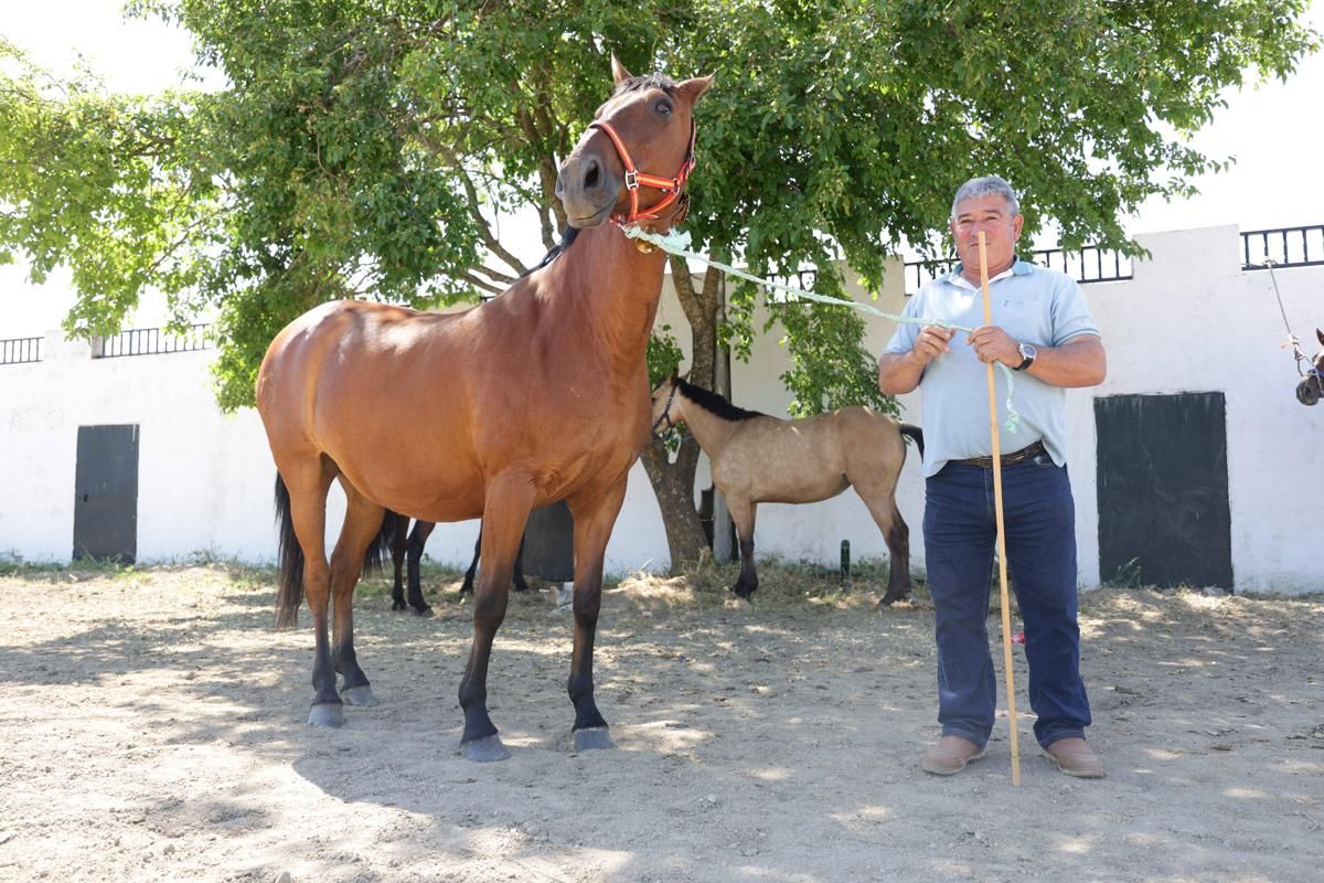 Fotogalería | Así se ha desarrollado la feria equina de Cáceres