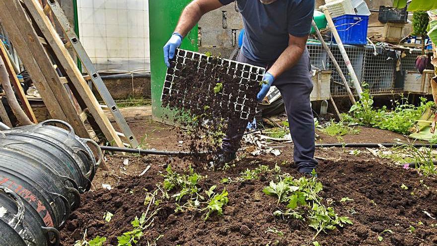 Explotación de floricultura paralizada por la pandemia. | | ANDRÉS CRUZ