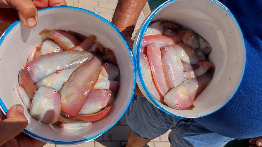 Teuerster Mallorca-Fisch: Wann Sie die Inselspezialität Raor probieren können