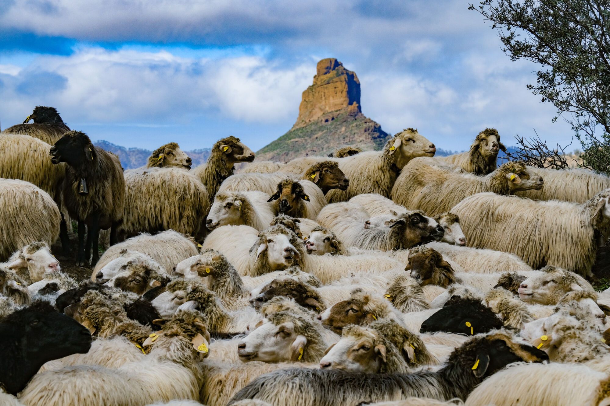 Transhumancia en Tejeda
