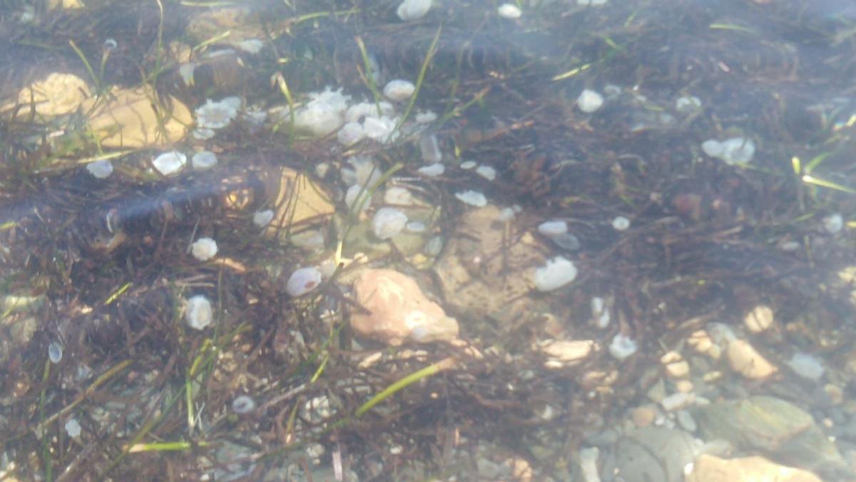 Las medusas invaden una cala de Cabo de Palos