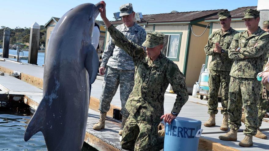 Así utiliza los delfines el ejército de EEUU como arma de guerra