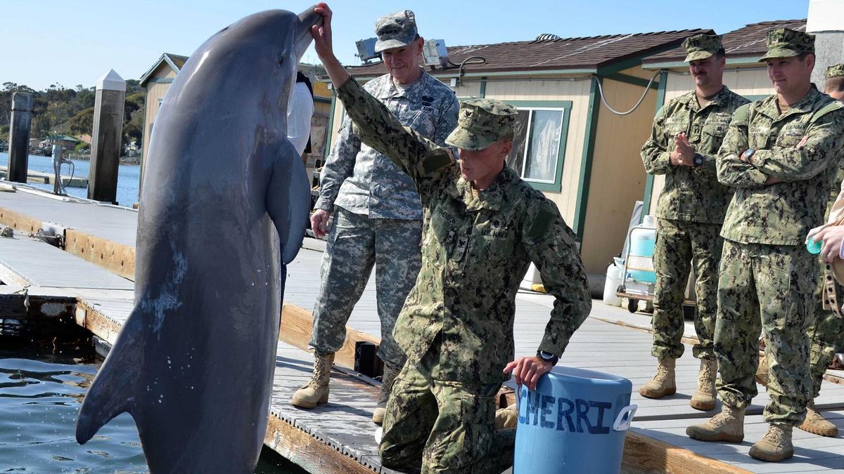 Delfines usados como arma militar en EE UU