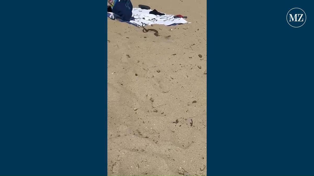 Schlangen-Alarm an der Playa de Palma: So war die Reaktion der Badegäste auf die Hufeisennatter