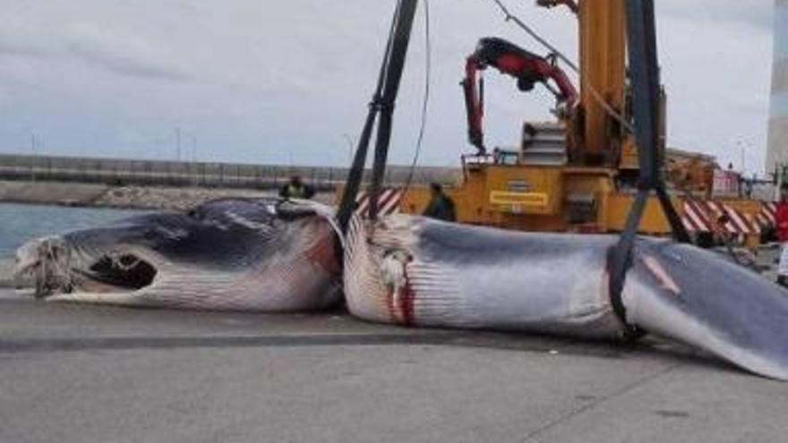 La hembra de rorcual común, el pasado viernes, en el puerto valenciano de Sagunto. // Daniel Tortajada