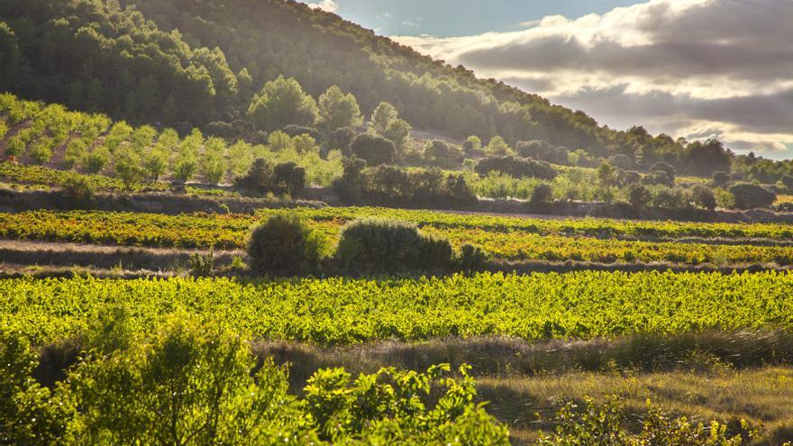 La Bobal abre las puertas de la DO Utiel-Requena al  mercado internacional