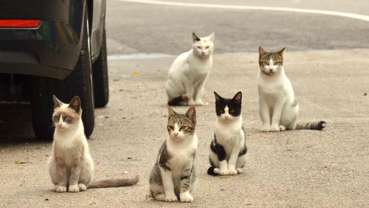 Gatos callejeros en una imagen de archivo