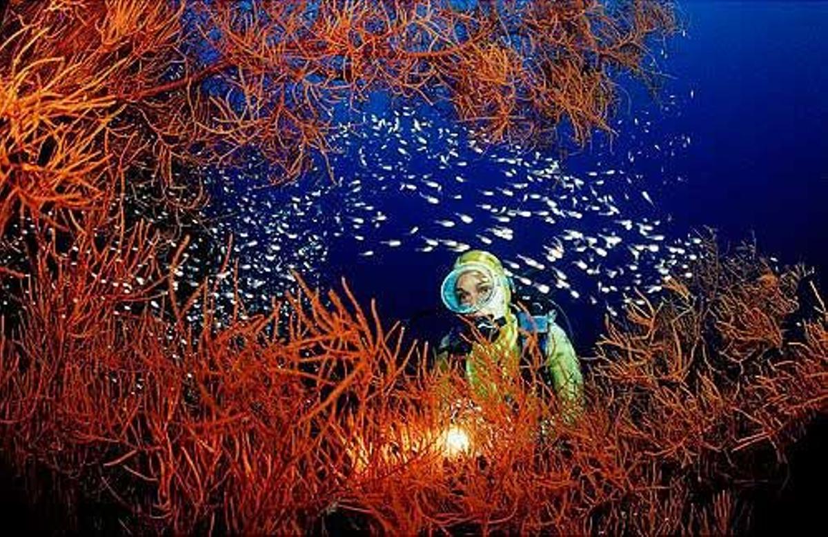 Un banco de Salivón amarillo en un coral negro en el Mar Rojo.
