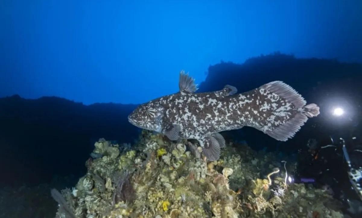 El animal ha podido ser fotografiado por primera vez en su hábitat y a corta distancia