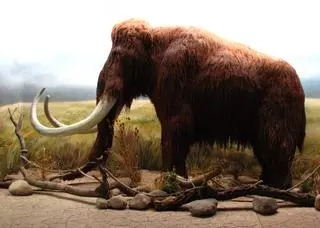 Hallada sangre líquida en los restos de un mamut que podrían permitir su clonación
