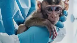 Una red intenta estafar medio millón a una empresa biomédica con la compra de 14 macacos