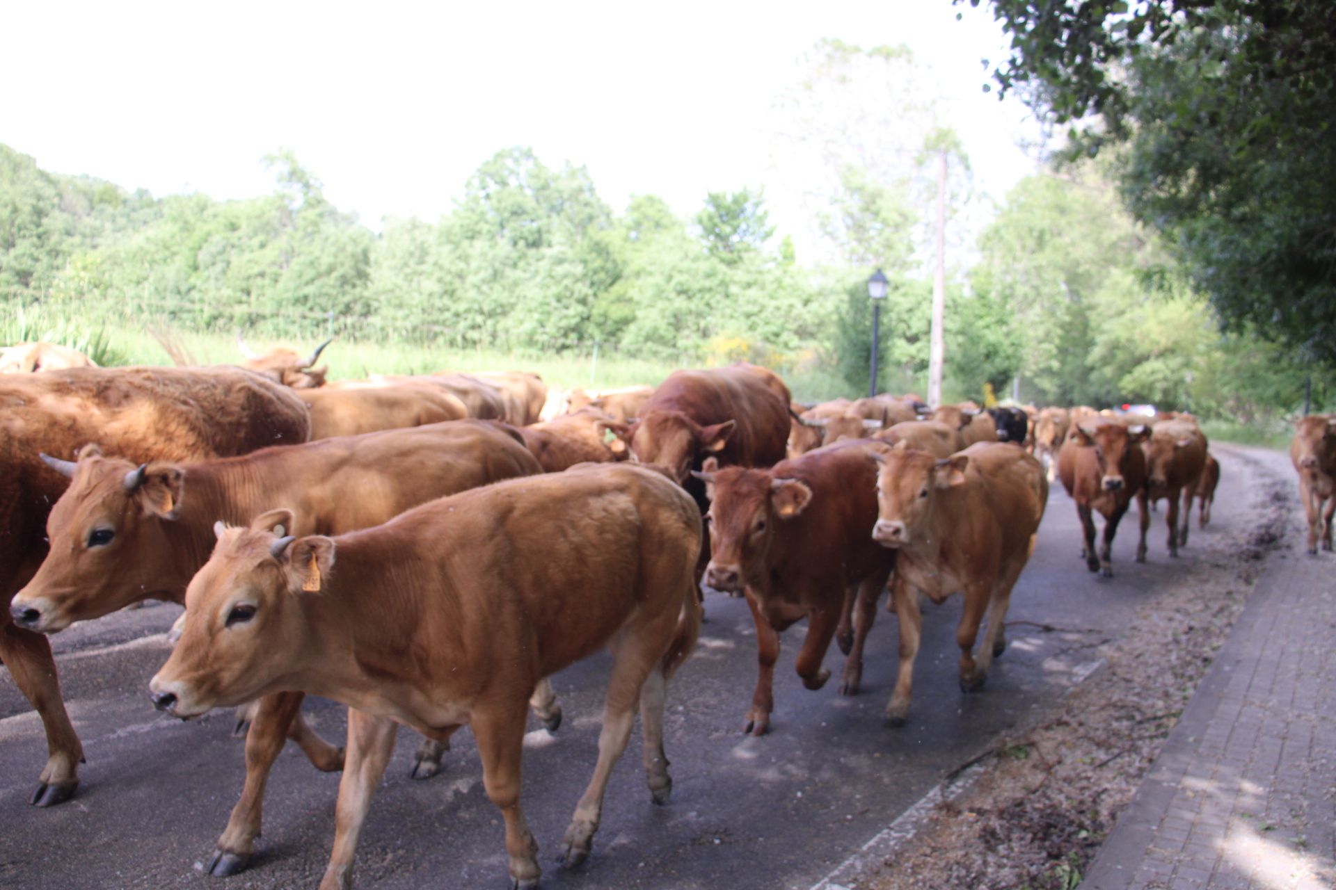 Trashumancia vacas sanabria. El ganado sube a la sierra en busca de pastos de verano