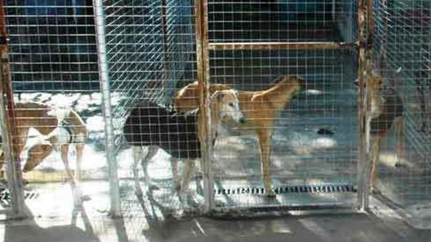 Galgos recogidos por la Guardia Civil tras su rescate.