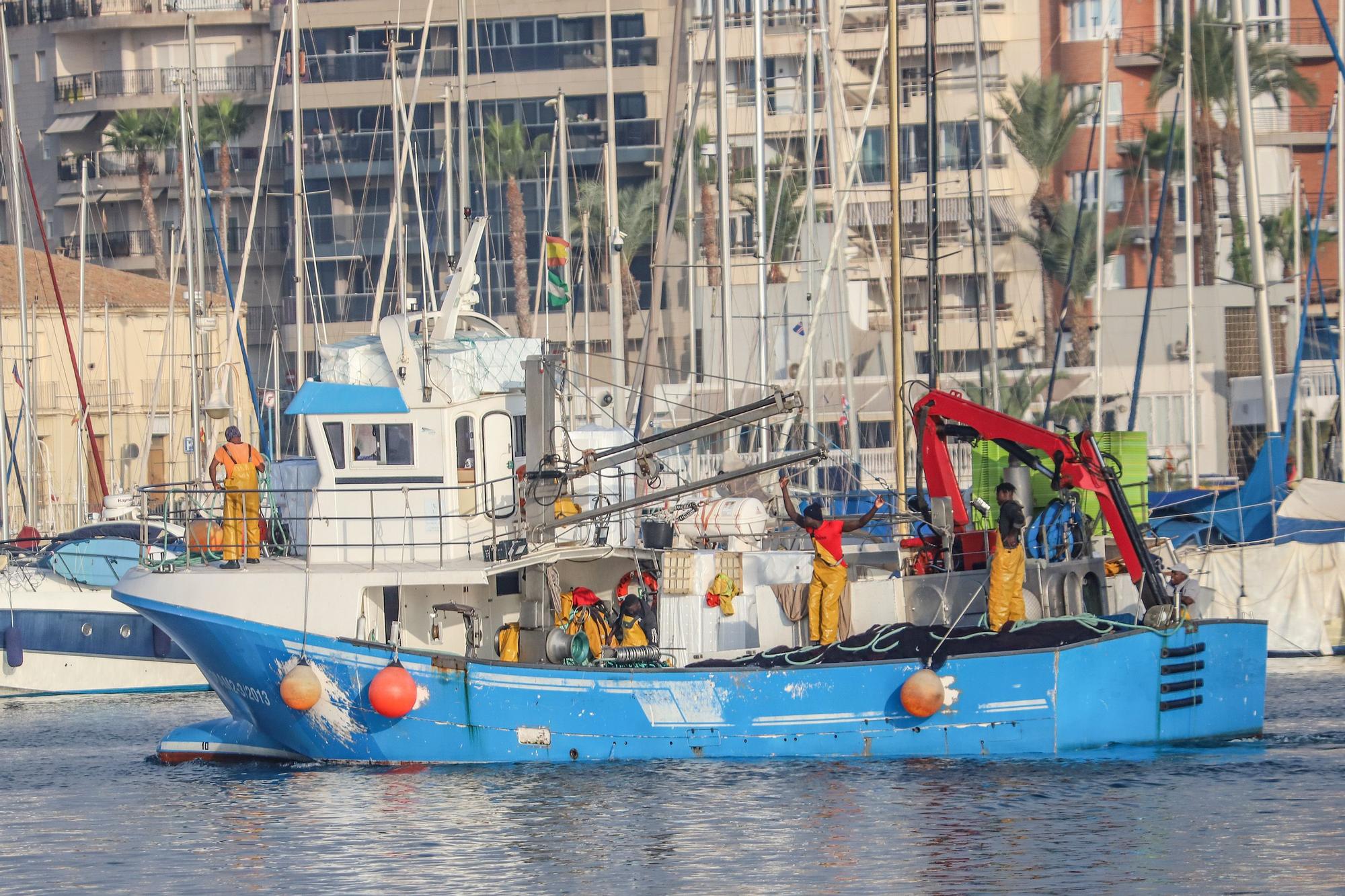 La subasta de la nueva lonja pesquera de Torrevieja se estrena con la venta de 13.000 kilos de boquerón y sardina