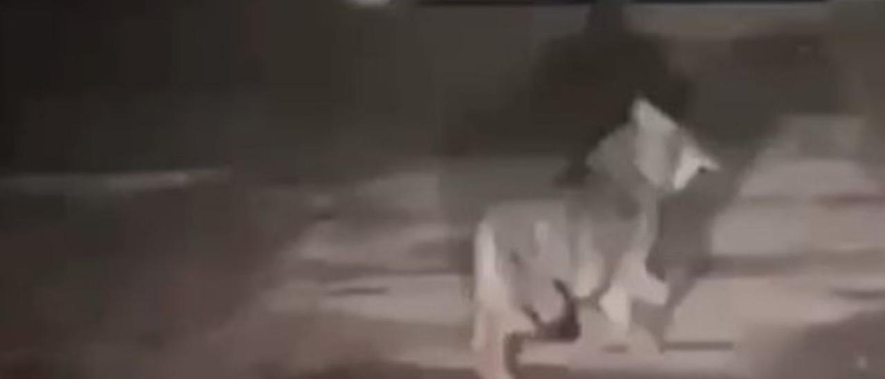 Captura del vídeo grabado, con un lobo corriendo ante la puerta del cementerio de Bezanes, en Caso.