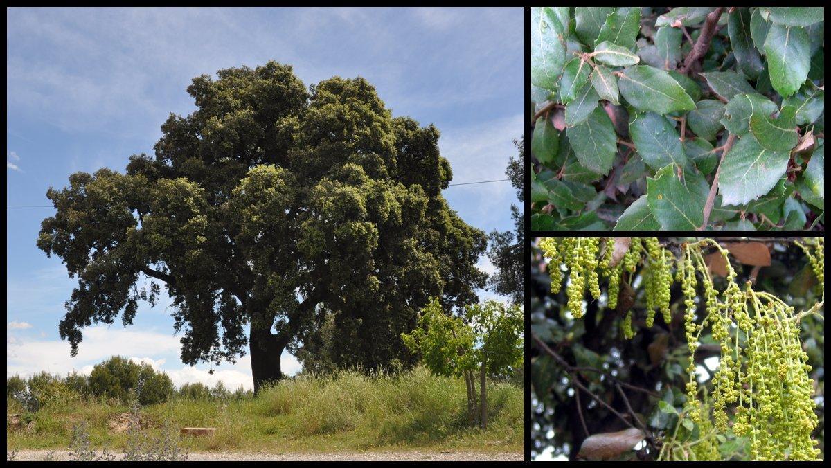 ficha-ob-encina-alzina-can-poal-terrassa