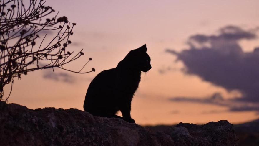 Una mujer mandó disecar a su gata fallecida y este es el horroroso resultado