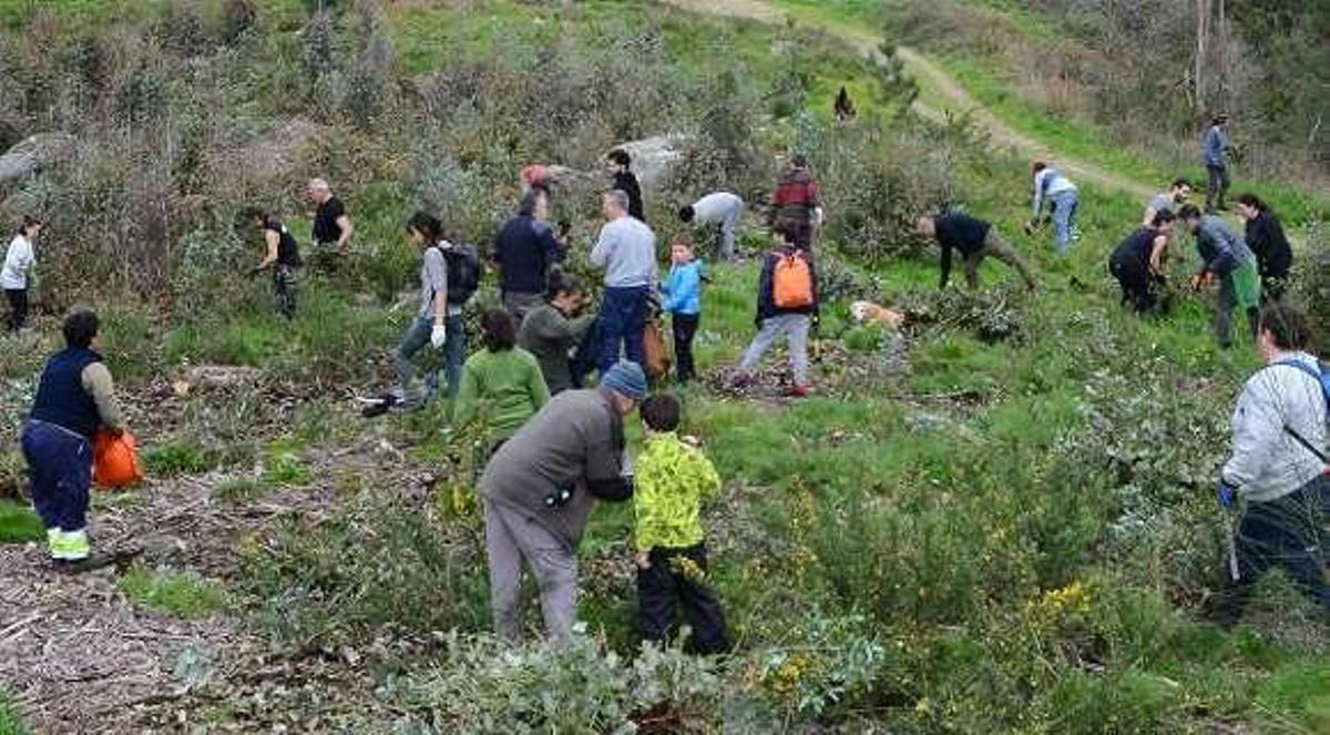 Decenas de personas devastan eucaliptos del monte de Darbo para plantar frondosas