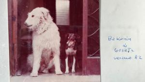 Bakunin, el labrador de Pilar Eyre que fue secuestrado. 