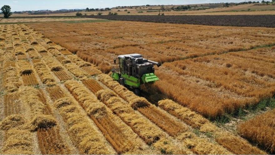 Una máquina cosechadora, en plena recogida del cereal, en un campo aragonés.