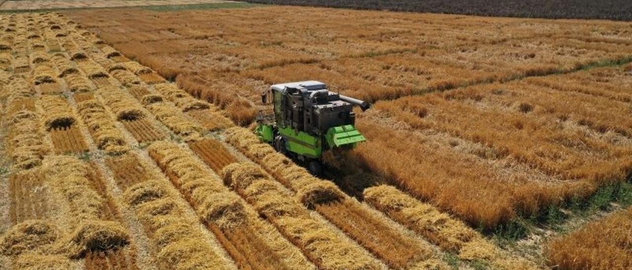 Una máquina cosechadora, en plena recogida del cereal, en un campo aragonés.