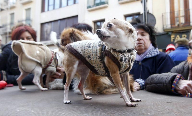 Celebración de San Antón, bendición de los animales