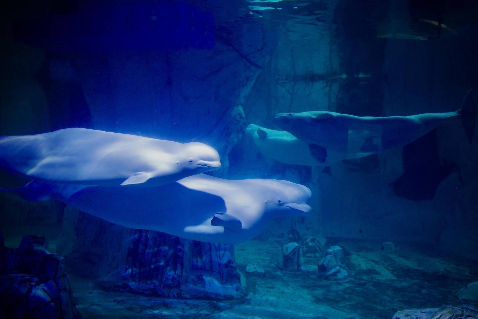 Las cuatro belugas del Oceanogràfic ya nadan juntas en València