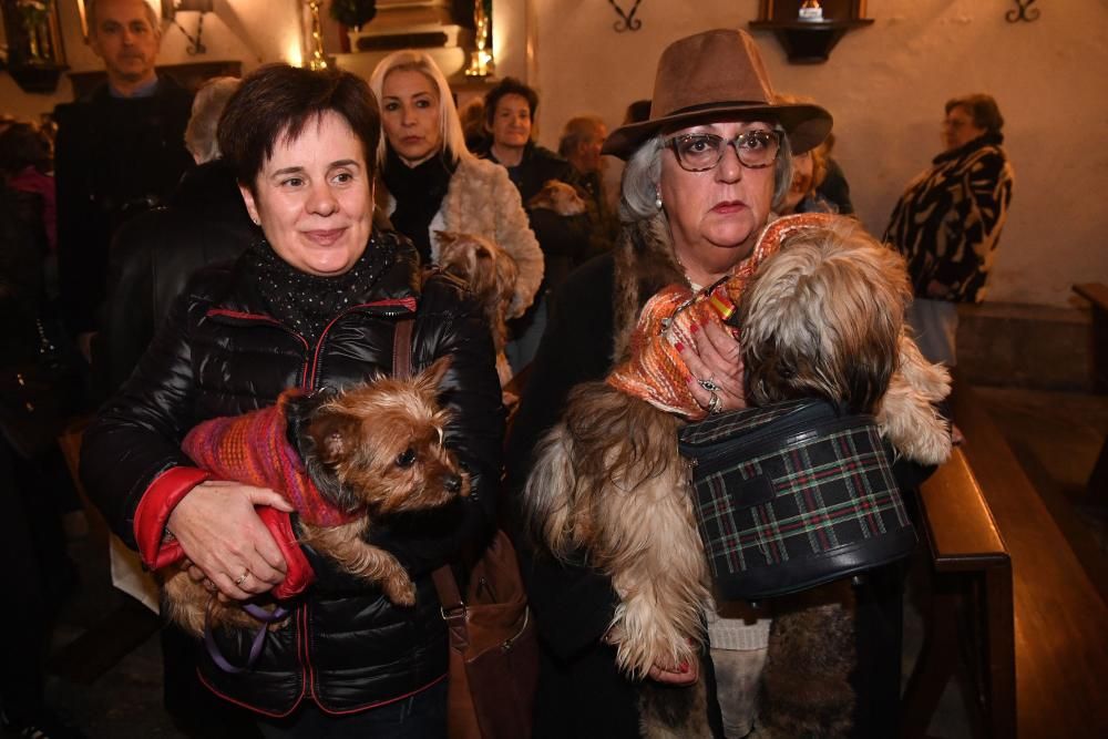 Bendición de mascotas en A Coruña