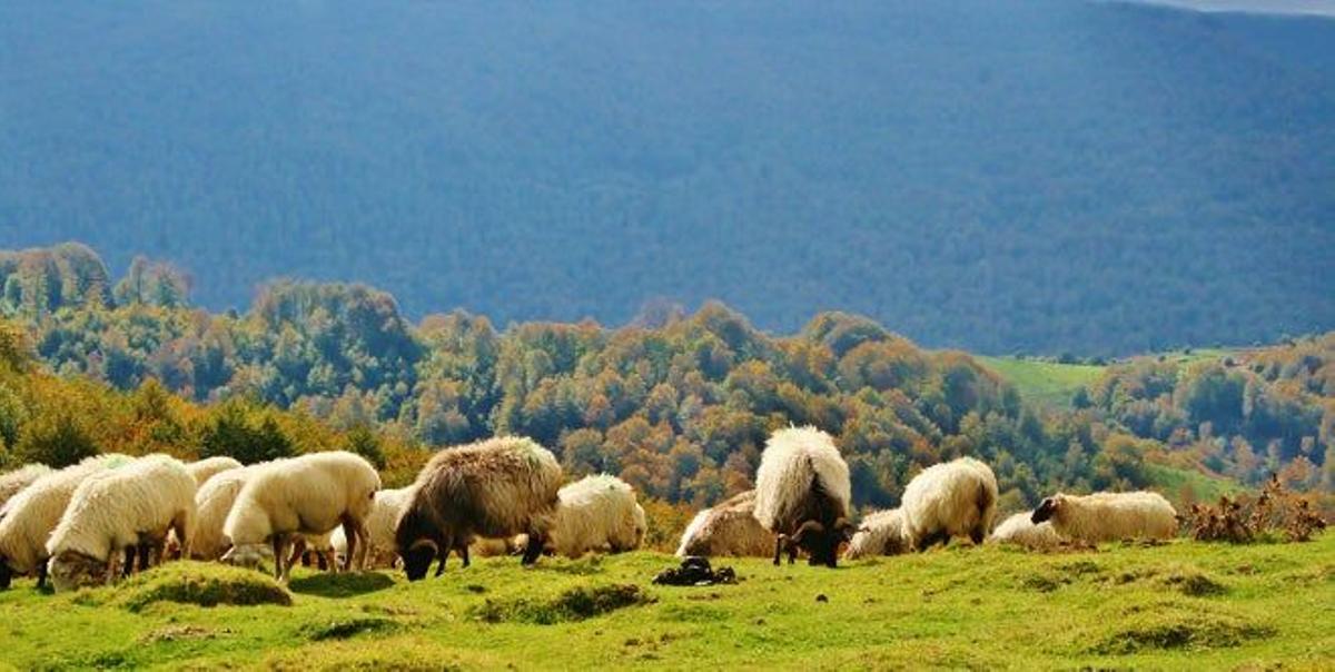 Las explanadas de los valles de Irati son ideales para el pasto de ovejas.